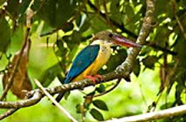 birds1