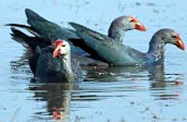 birds2