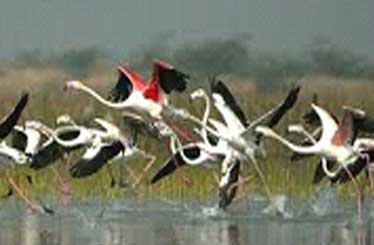 birds4