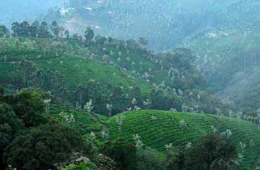 Devikulam